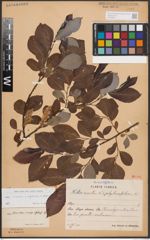Foto von Salix cinerea L. x Salix nigricans Sm. x Salix phylicifolia L.